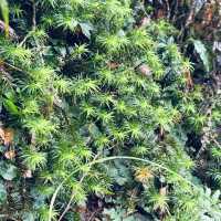 天母古道親山步道 | 清新綠野的悠然