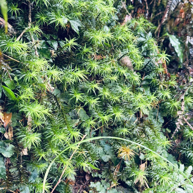 天母古道親山步道 | 清新綠野的悠然