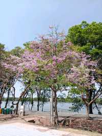 พักผ่อนหย่อนใจ ที่ สวนสาธารณะบึงหนองบอน