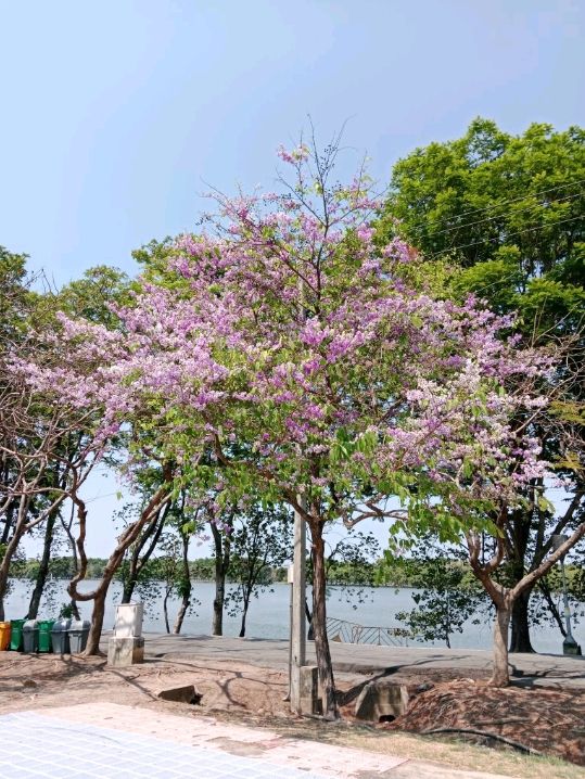 พักผ่อนหย่อนใจ ที่ สวนสาธารณะบึงหนองบอน