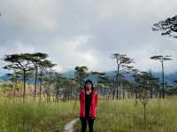 เดินเที่ยวลานสนสามใบภูสอยดาว