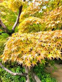 如果你熱愛日式庭園造景，相信我白鳥庭園🎋你會喜歡👍👍👍