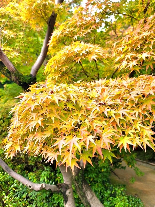 如果你熱愛日式庭園造景，相信我白鳥庭園🎋你會喜歡👍👍👍