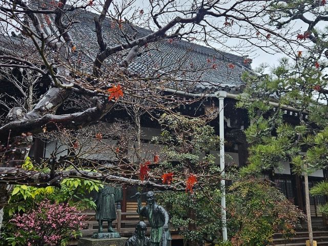 京都近郊影櫻花好去處，人少啲  櫻花多啲🌸