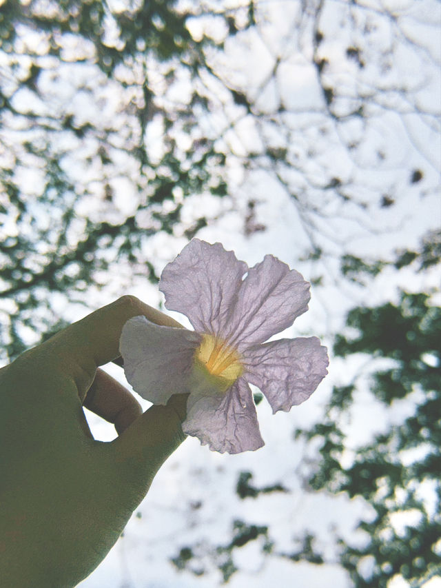 Tabebuia Rosea🌸 Blooming at Chatuchak Park, Bangkok