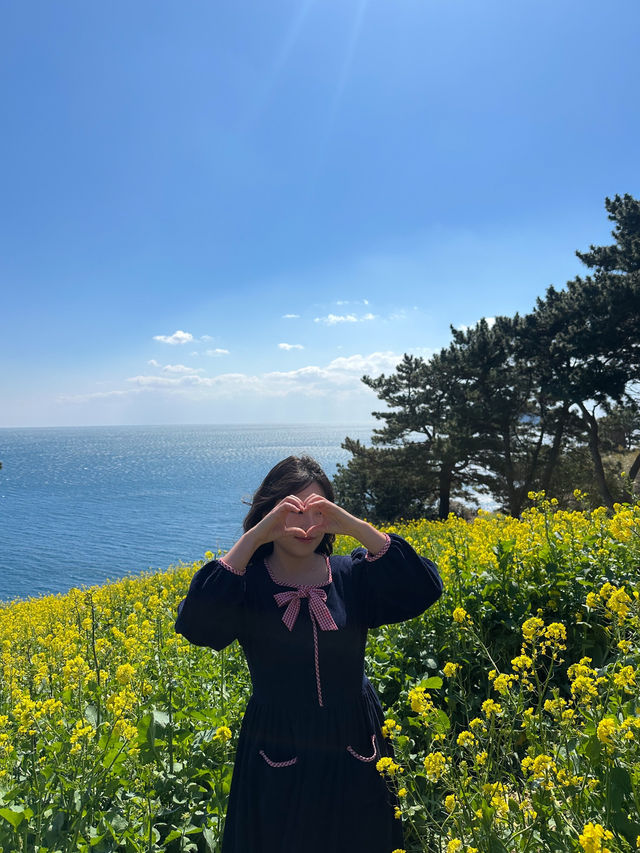 🌼지금 방문하면 좋을 무료 유채꽃밭🌼