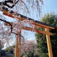 🌸 **大阪京都魁櫻賞花遊覽分享** 🌸