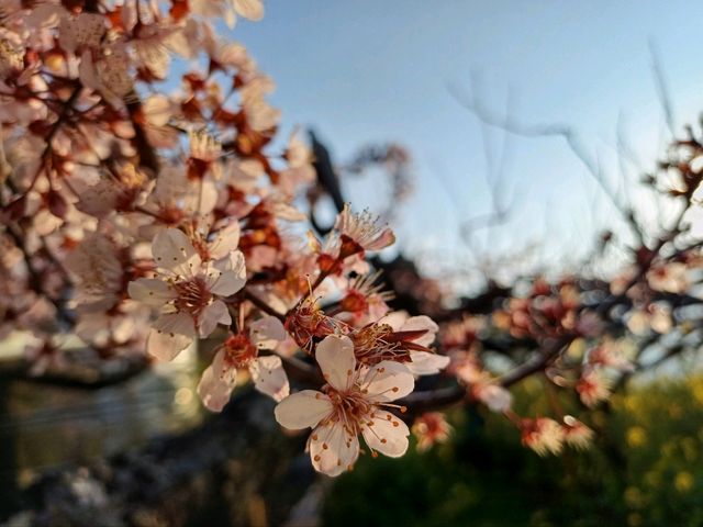尖石泰崗部落的粉紅風暴太美了