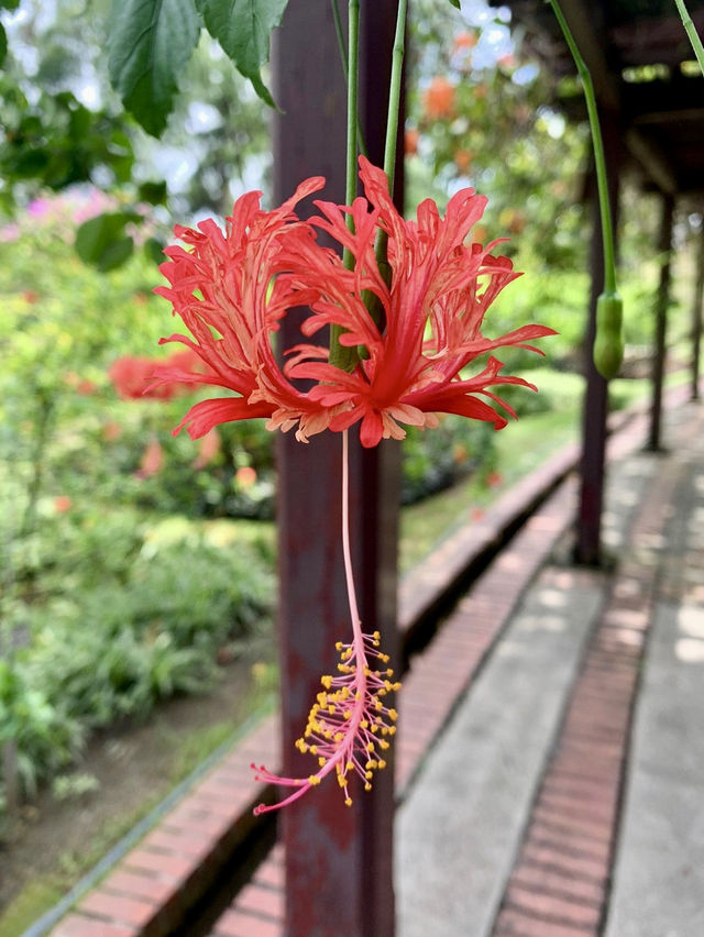 Hibiscus Garden - Springtime Haven of Beautiful Flowers