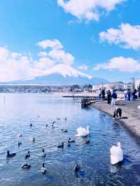 ［東京旅遊］山中湖-我最愛的富士山周圍景點🦢如果山中湖跟河口湖只能擇一的話，個人非常推薦山中湖喔🩵！