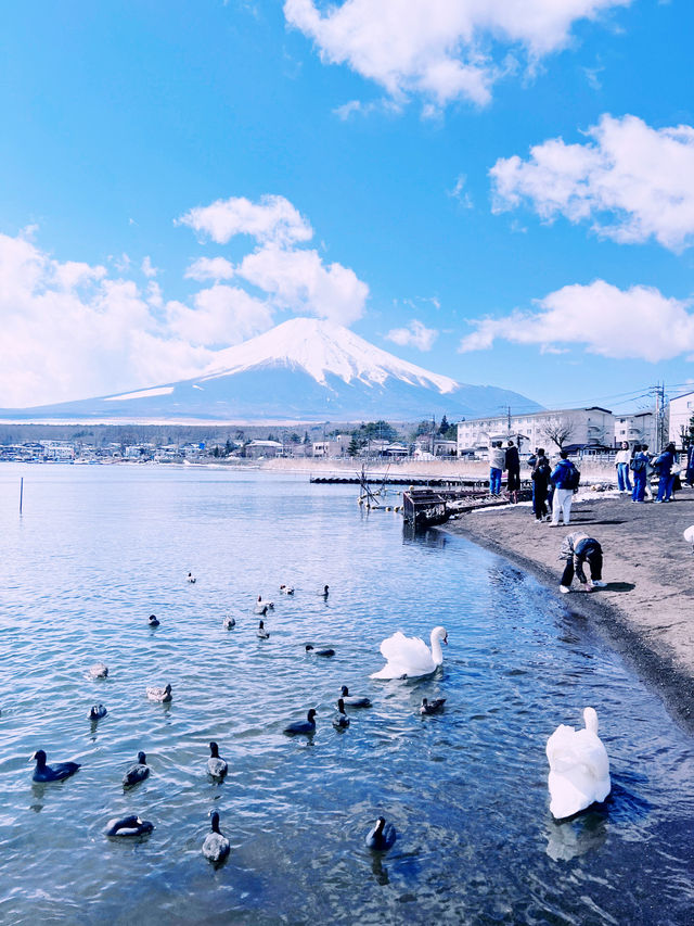 ［東京旅遊］山中湖-我最愛的富士山周圍景點🦢如果山中湖跟河口湖只能擇一的話，個人非常推薦山中湖喔🩵！