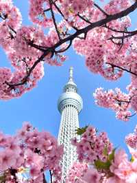 Chasing Sakura at Tokyo Skytree