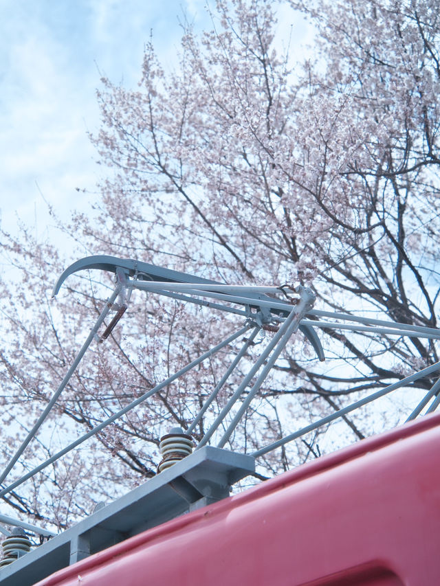 【岐阜】行かなきゃ損‼️レトロ駅舎と桜のコラボ🌸旧駅舎でタイムスリップ体験！