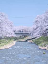 【富山】行かなきゃ損‼️残雪の山×桜×チューリップ✨ここでしか見れない🤩