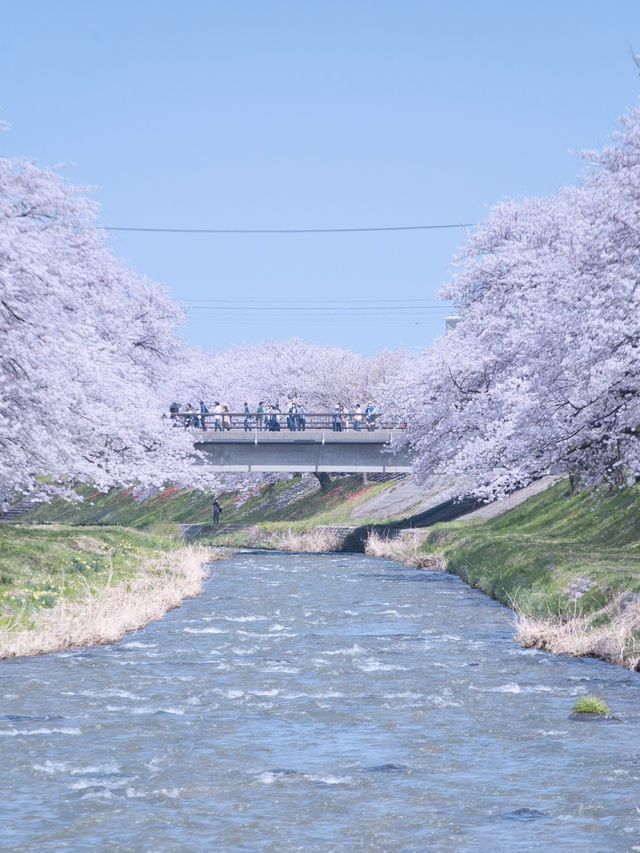 【富山】行かなきゃ損‼️残雪の山×桜×チューリップ✨ここでしか見れない🤩