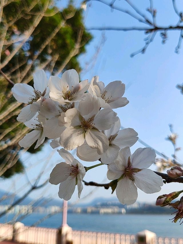 大埔 賞櫻