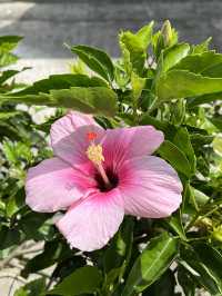 Must-Visit! Spring in Okinawa🌺
