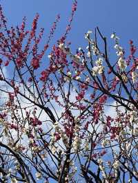 Springtime at Kameido Tenjin Shrine🌸