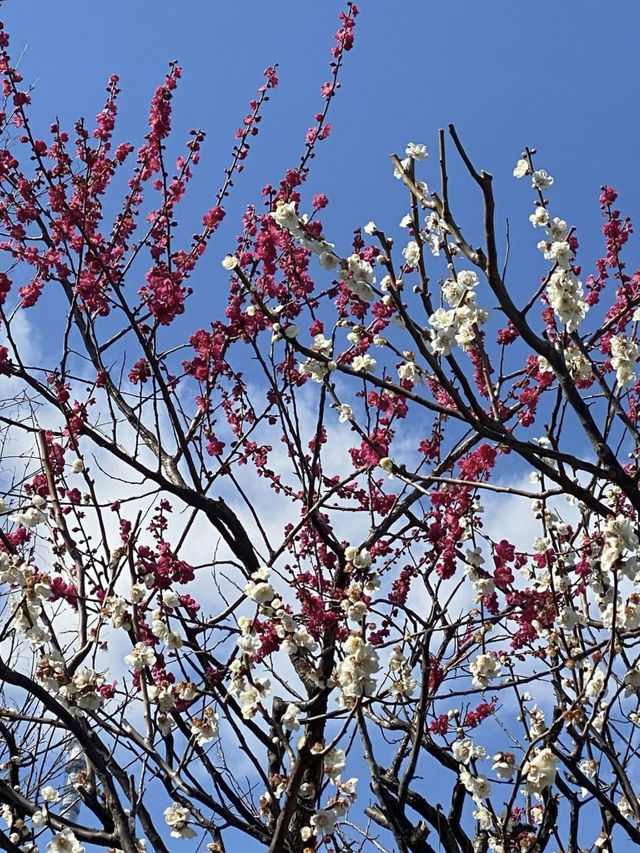 Springtime at Kameido Tenjin Shrine🌸