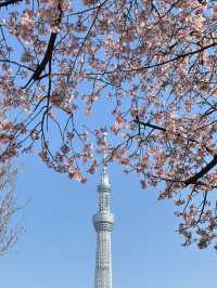 🌸【2025東京晴空塔櫻花暴擊！】  