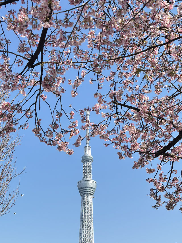 🌸【2025東京晴空塔櫻花暴擊！】  