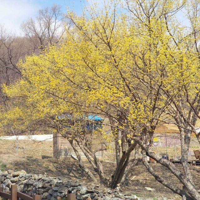 노란꽃이 만개한 이천 산수유축제