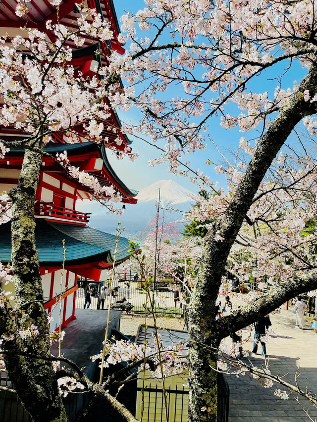 まるで日本の絵葉書✨新倉山浅間公園で絶景富士ビュー！
