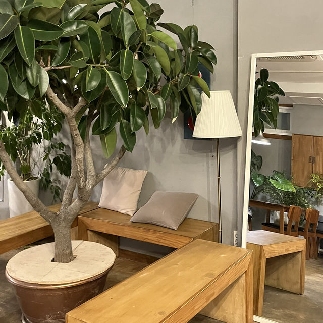 고양이와 식물이 가득한 카페 PACE COFFEE 🍵