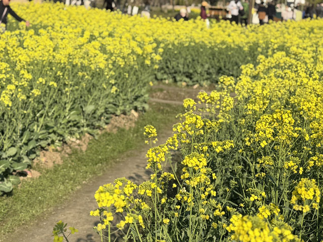 A Golden Surprise in Wuzhen: Seas of Rapeseed Blossoms