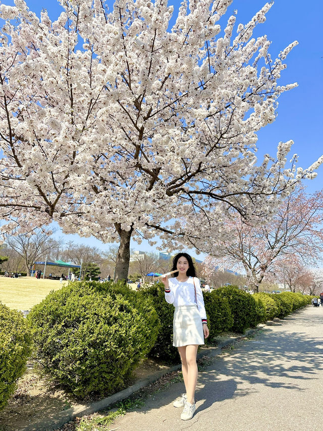 벚꽃 명소 추천!!