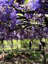 淡水｜紫色浪漫來襲 紫藤花園日本紫藤賞花期只有兩周