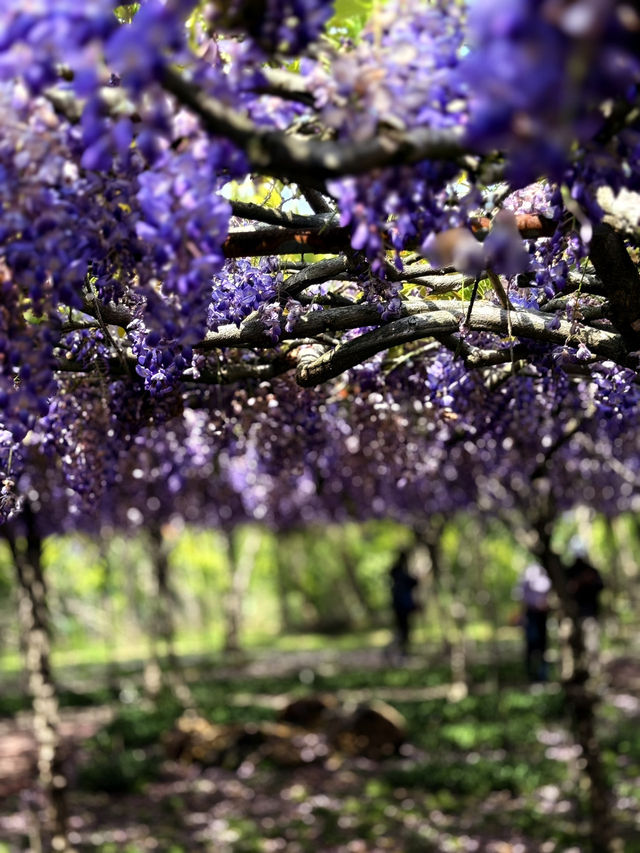 淡水｜紫色浪漫來襲 紫藤花園日本紫藤賞花期只有兩周