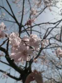 Wuxi Yuantouzhu Cherry Blossoms - China's Most Stunning Lakeside Sakura