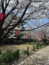 滿開的櫻花城～和歌山城