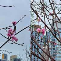 🌸維園賞櫻好去處🌸