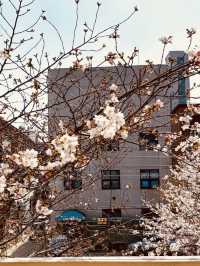 Introducing a Sweet Cherry Blossom Spot: Mignon Coffee's Relaxing Spring Ambiance