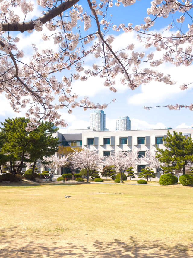 봄이면 벚꽃이 가득한 부경대학교 핑크캠퍼스🌸