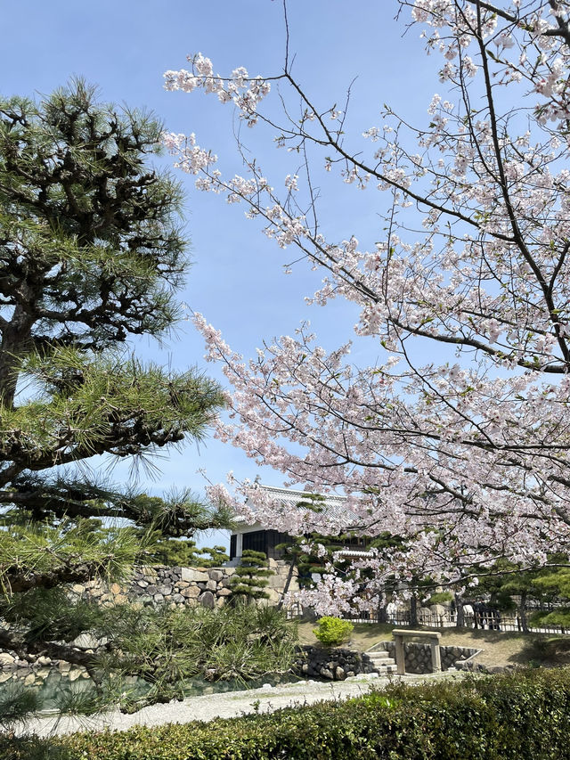 高松櫻花時節