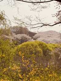 Walking into Spring: Yangjaecheon's Riverside Cherry Blossom Delight for All Ages 