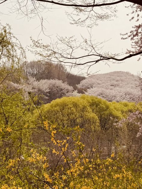 Walking into Spring: Yangjaecheon's Riverside Cherry Blossom Delight for All Ages 