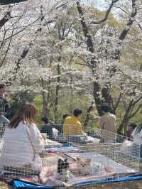 櫻花季2025 Spring 🌸🇯🇵 代々木公園