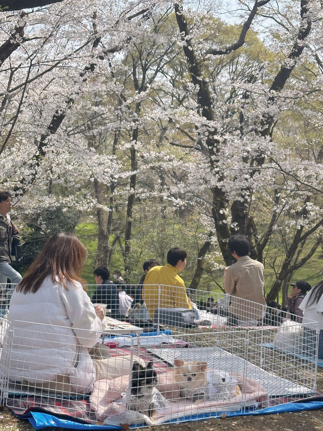 櫻花季2025 Spring 🌸🇯🇵 代々木公園