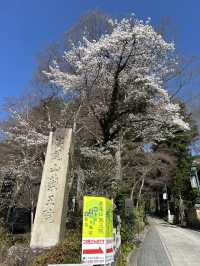 週末リフレッシュ！自然とグルメを満喫する高尾山ハイキング