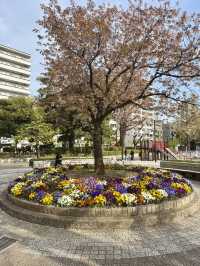 Spring Stroll in Yokoamicho Park🌼