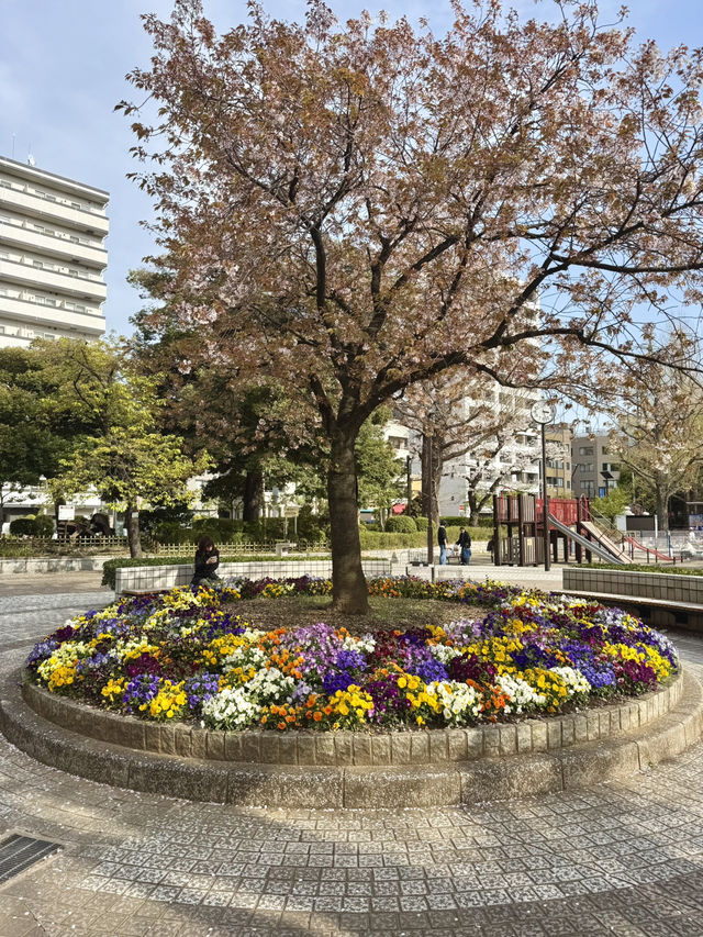 Spring Stroll in Yokoamicho Park🌼