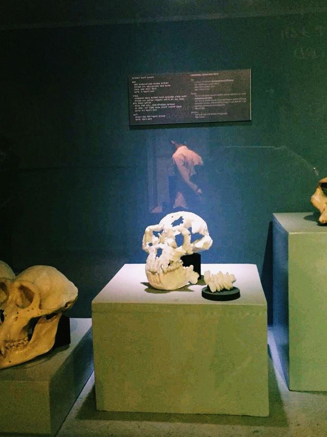 埃塞俄比亞著名博物館景點：埃塞俄比亞國家博物館，適合打卡拍照📸