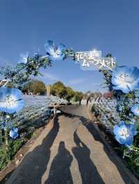 【東京】いま絶対に行きたい!!ネモフィラと桜のコラボ絶景
