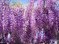 When Wisteria Whispers: Ito’s Hidden Spring Gem