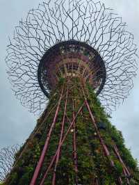 An Iconic Landmark💥SUPERTREE💥Grove @Singapore