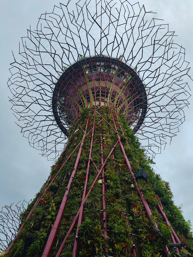 An Iconic Landmark💥SUPERTREE💥Grove @Singapore